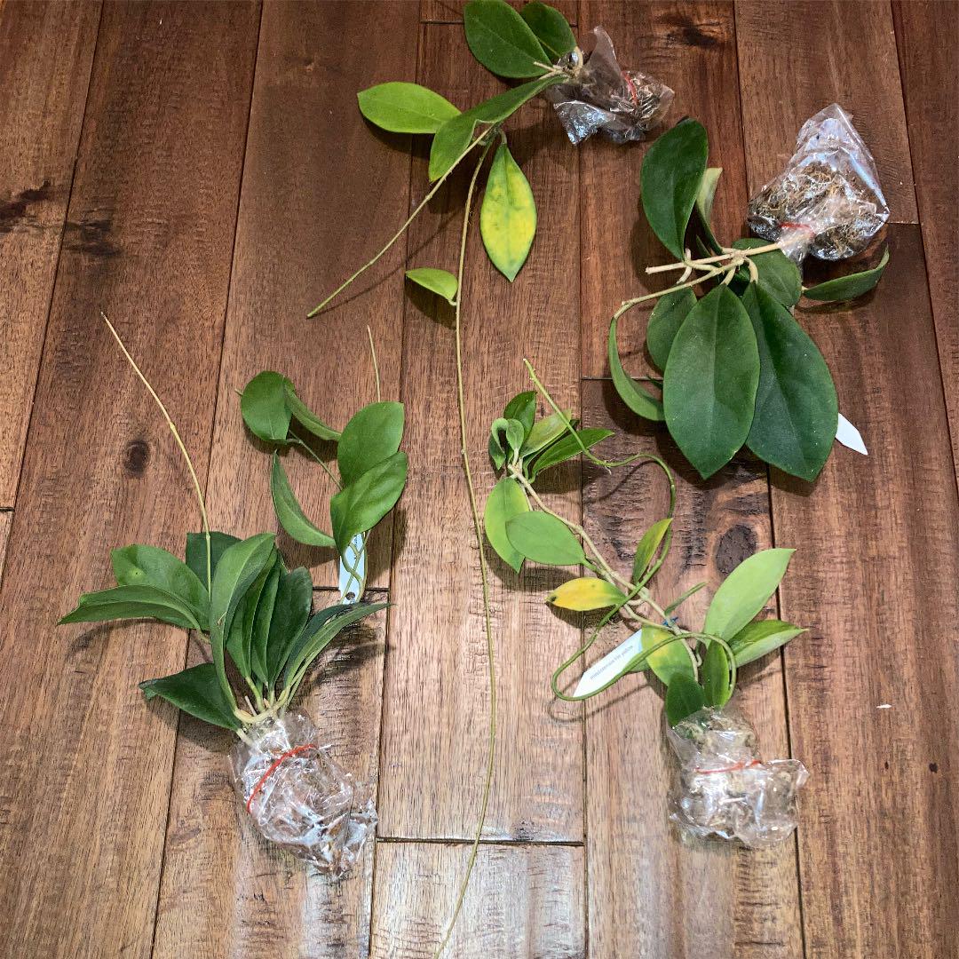 Hoya mindorensis four colors