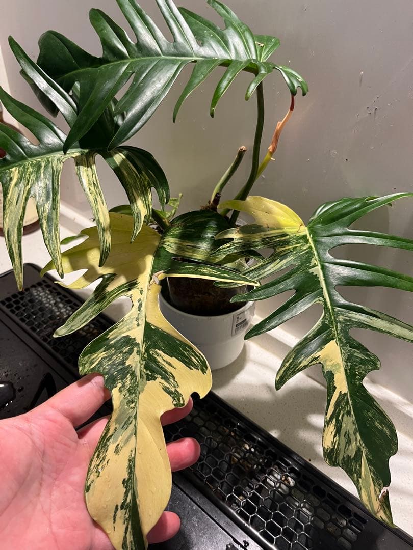 激 フロリダビューティx