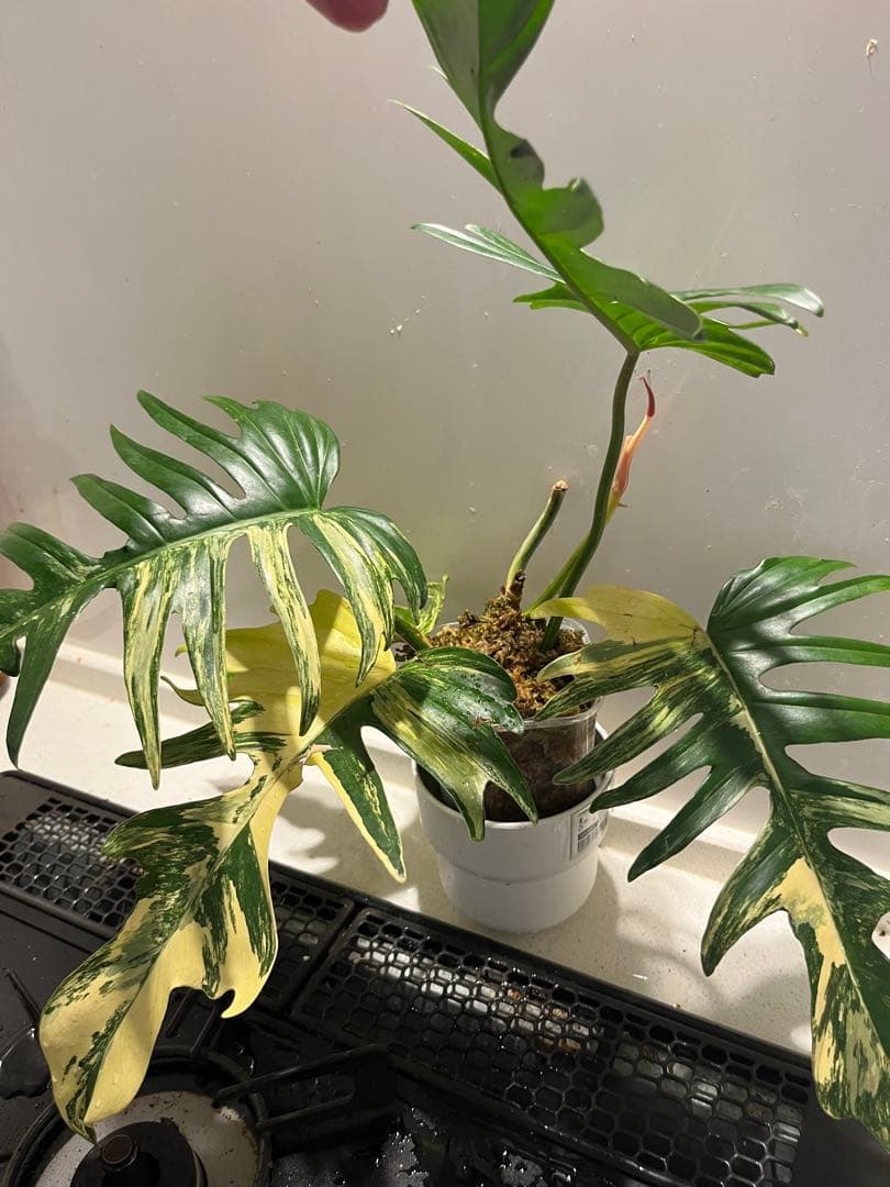 トータム輸入株目立った傷や汚れなし