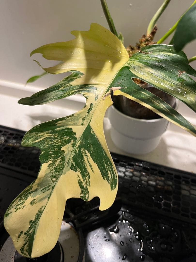 激 フロリダビューティx トータム輸入株目立った傷や汚れなし YUZUMIYA_COM