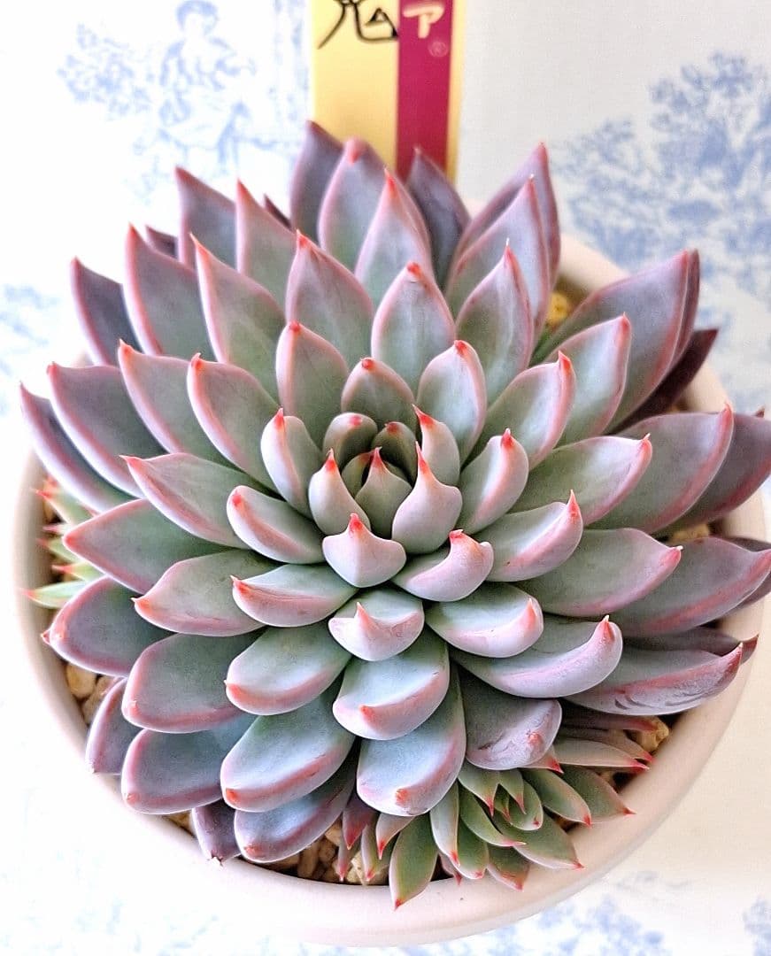 3号鉢　青鬼　札付きポットごとメルカリ便おらいさん苗ミックスベリア