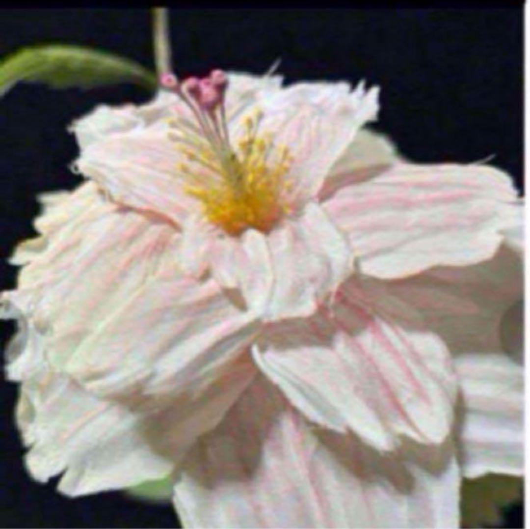 花　アートフラワーブーケ　アートフラワー　花　立体　ハイビスカス　ウリズン