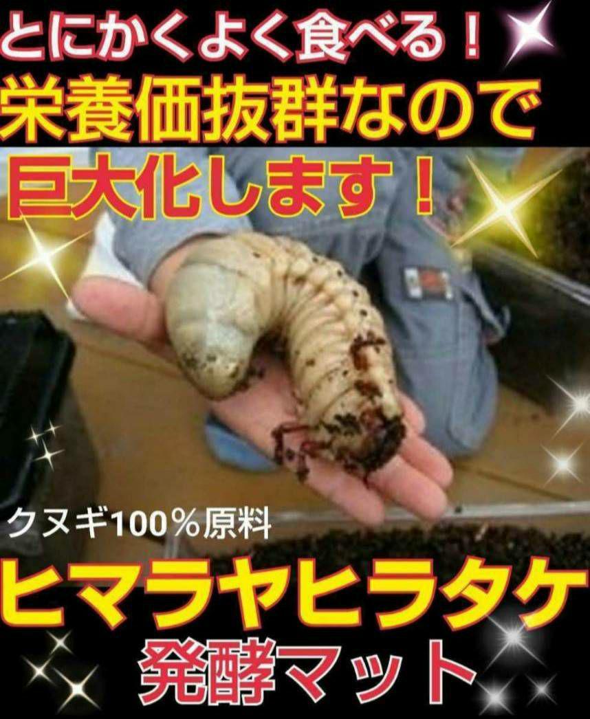 80リットル☆ヒマラヤひらたけ発酵カブトムシマット 幼虫が巨大化し 80リットル☆ヒマラヤひらたけ発酵カブトムシマット 幼虫が巨大化し