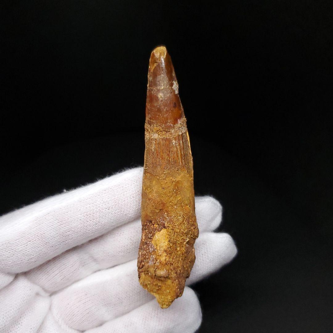 美品 スピノサウルス 本物 モロッコ産 75.83mm sp456