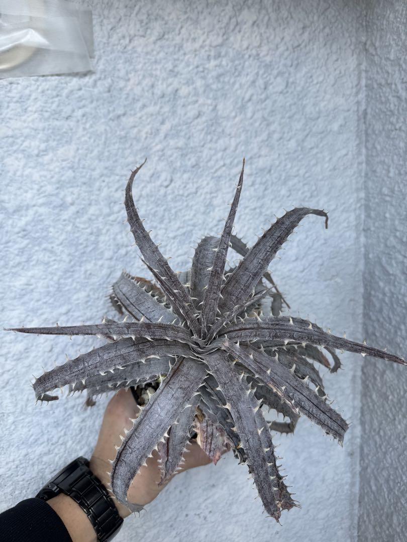Dyckia burle marxii hyb.'Striped' ディッキア③