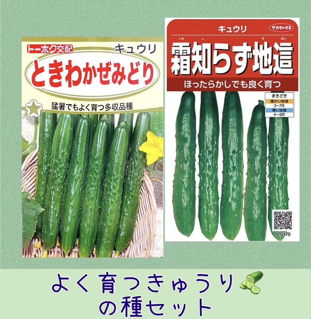 きゅうりの苗 ずーっととれるキュウリ 接木苗2個～【野菜の苗