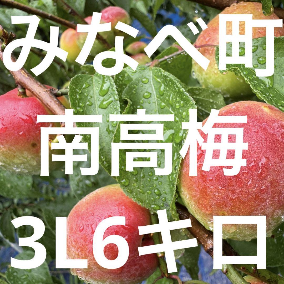 和歌山県みなべ町 南高梅 当日収穫分3Ｌサイズ6kg