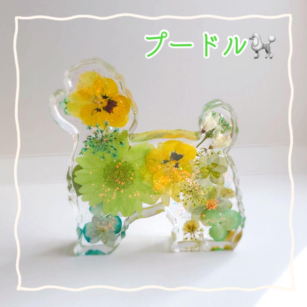 完売御礼⭐️固まるハーバリウム✨ 春いっぱいイエローグリーンのプードル 押し花