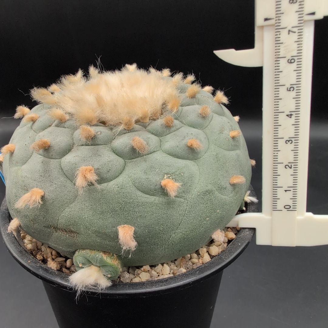 ロホホラ 疣銀冠玉の実生 鉢植えメルカリ便送料込み