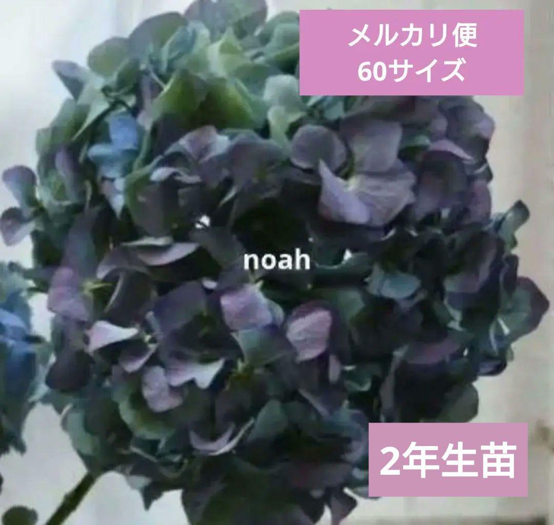 ❀ご購入前にコメントお願い致します❀　ピンパーネル　輸入アジサイ　苗