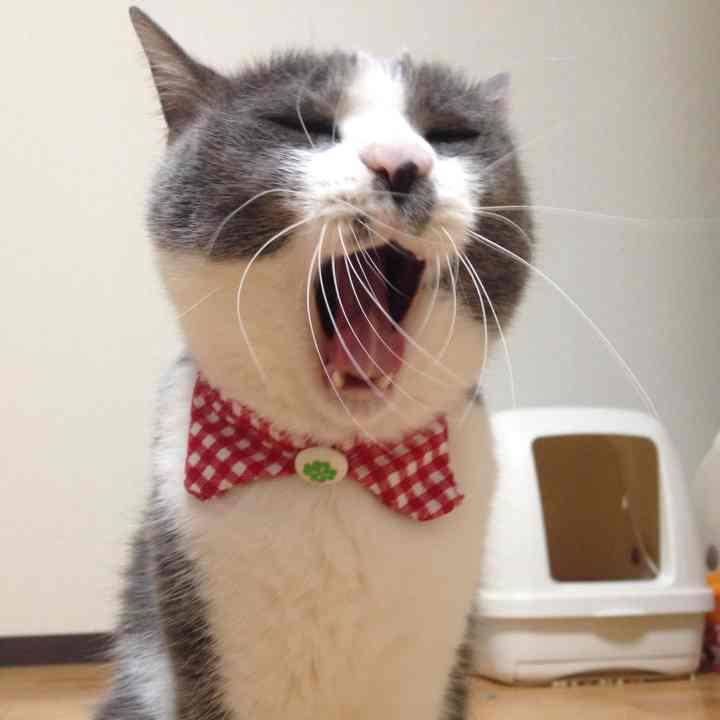 メルカリ 襟付き首輪 猫用品 300 中古や未使用のフリマ メルカリ 襟付き首輪 猫用品 300 中古や未使用のフリマ