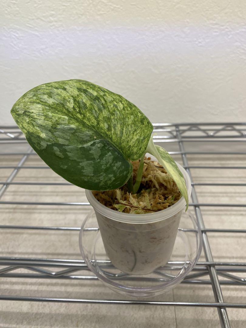 scindapsus noid (silver splash base)