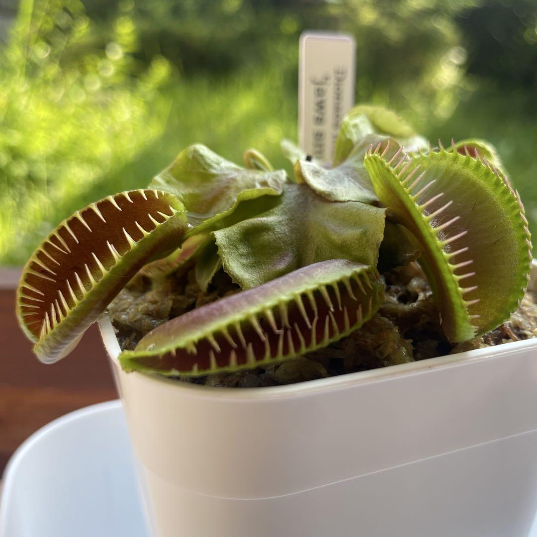 食虫植物 ハエトリソウ jaws smiley ハエトリグサ ジョーズスマイリー 食虫植物 ハエトリソウ jaws smiley ハエトリグサ ジョーズ