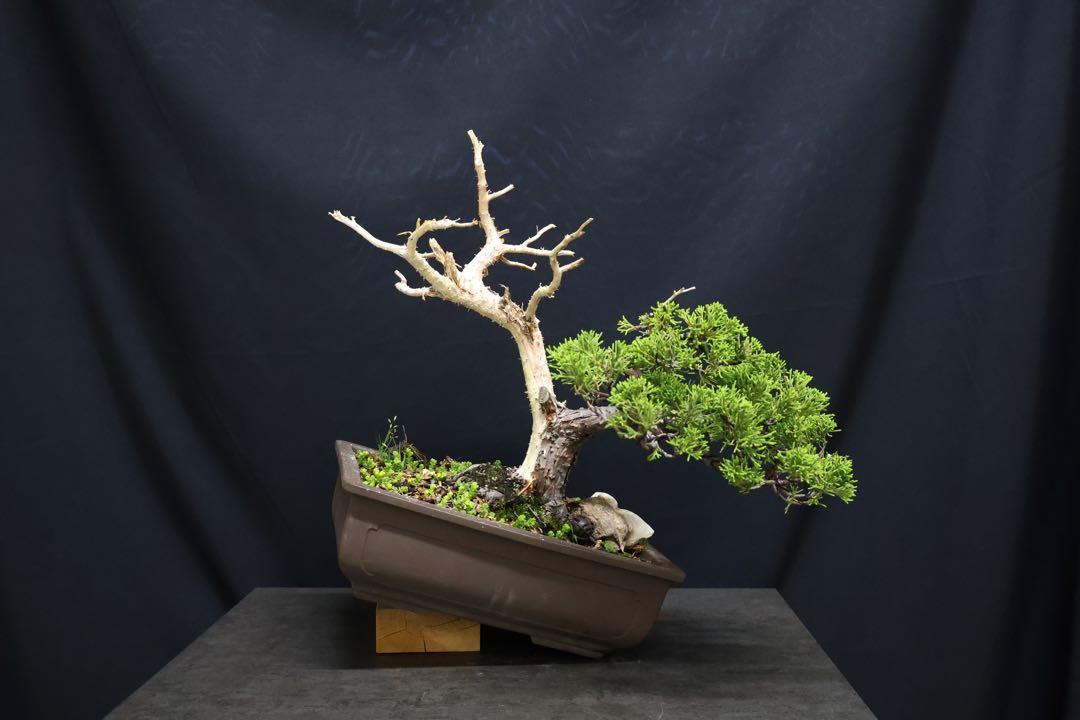 【真柏】 樹高 20cm