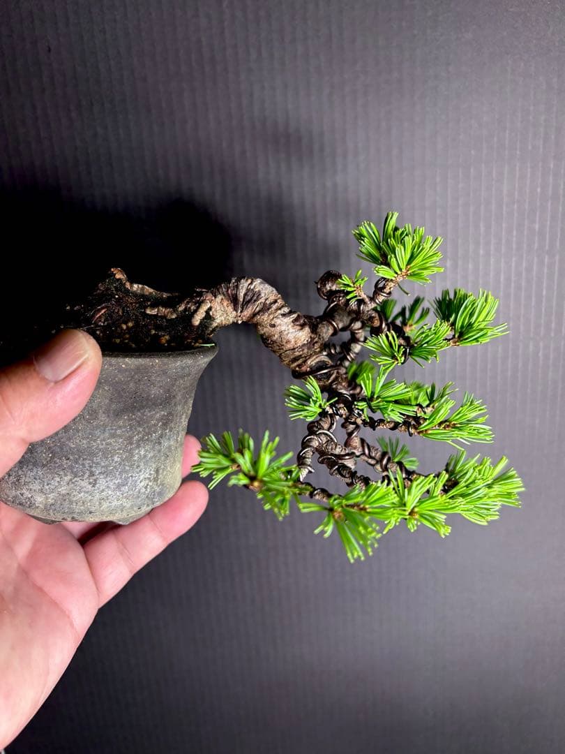 石鎚系五葉松 短葉