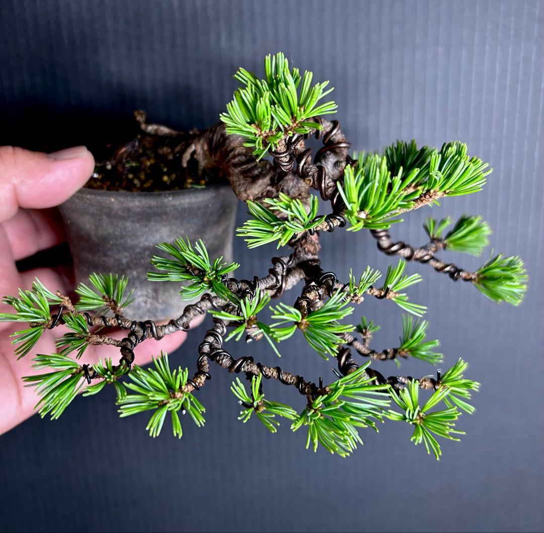 小品盆栽 ミニ盆栽