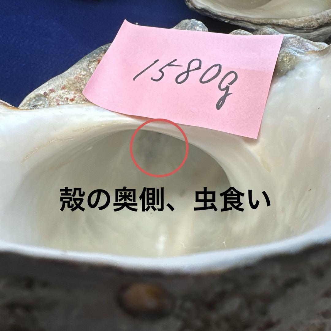 夜光貝 ヤコウ貝 まとめ売り 21個 27、5kg アクセサリー ルアー 夜光貝 ヤコウ貝 まとめ売り 21個 27、5kg アクセサリー ルアー