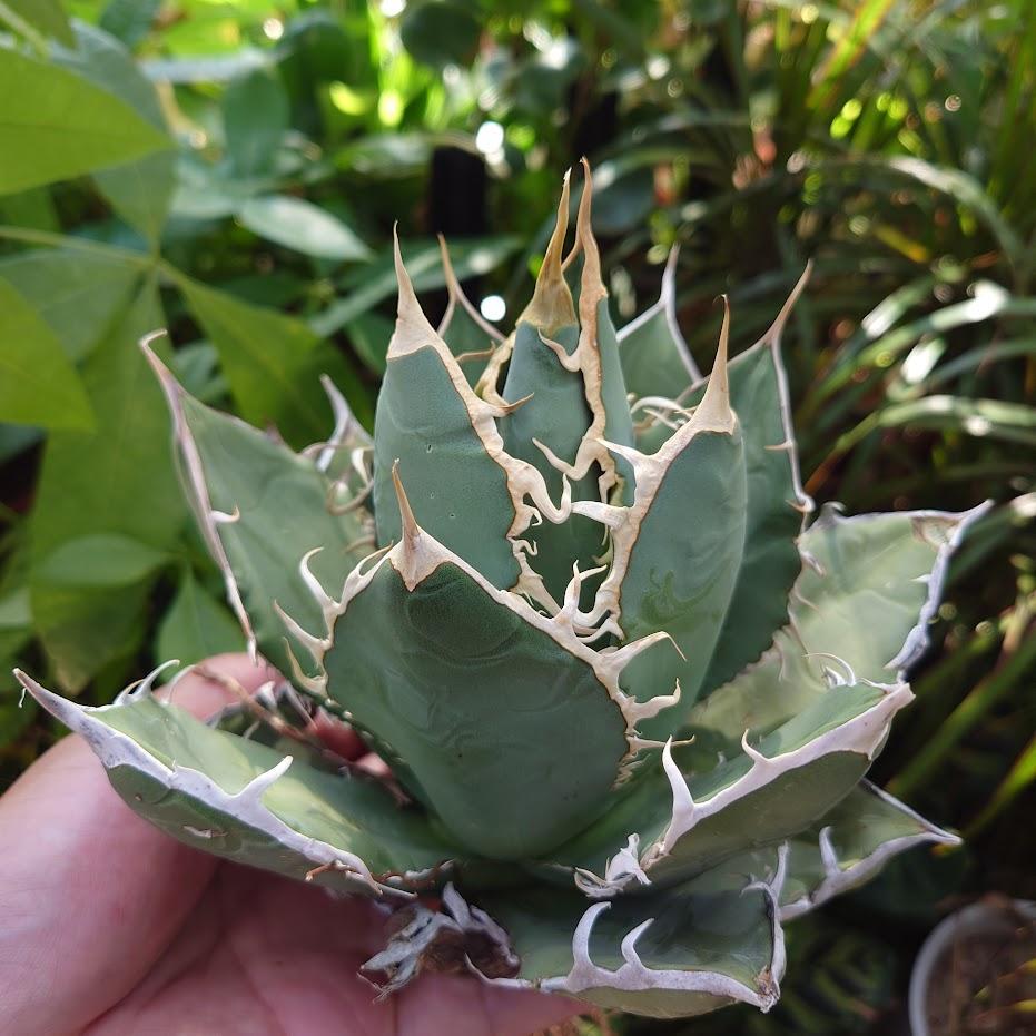 アガベ チタノタ オアハカ Agave titanota Oaxaca 18 2