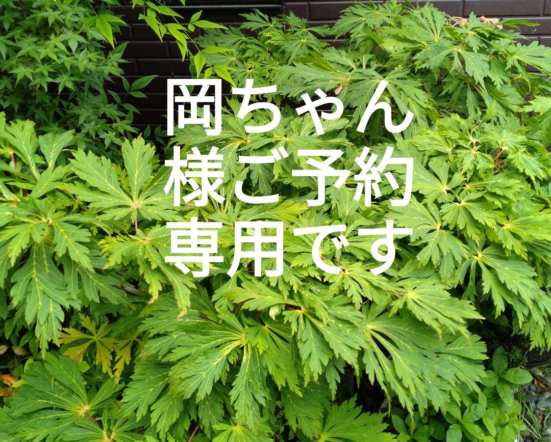 岡ちゃん様ご予約用です