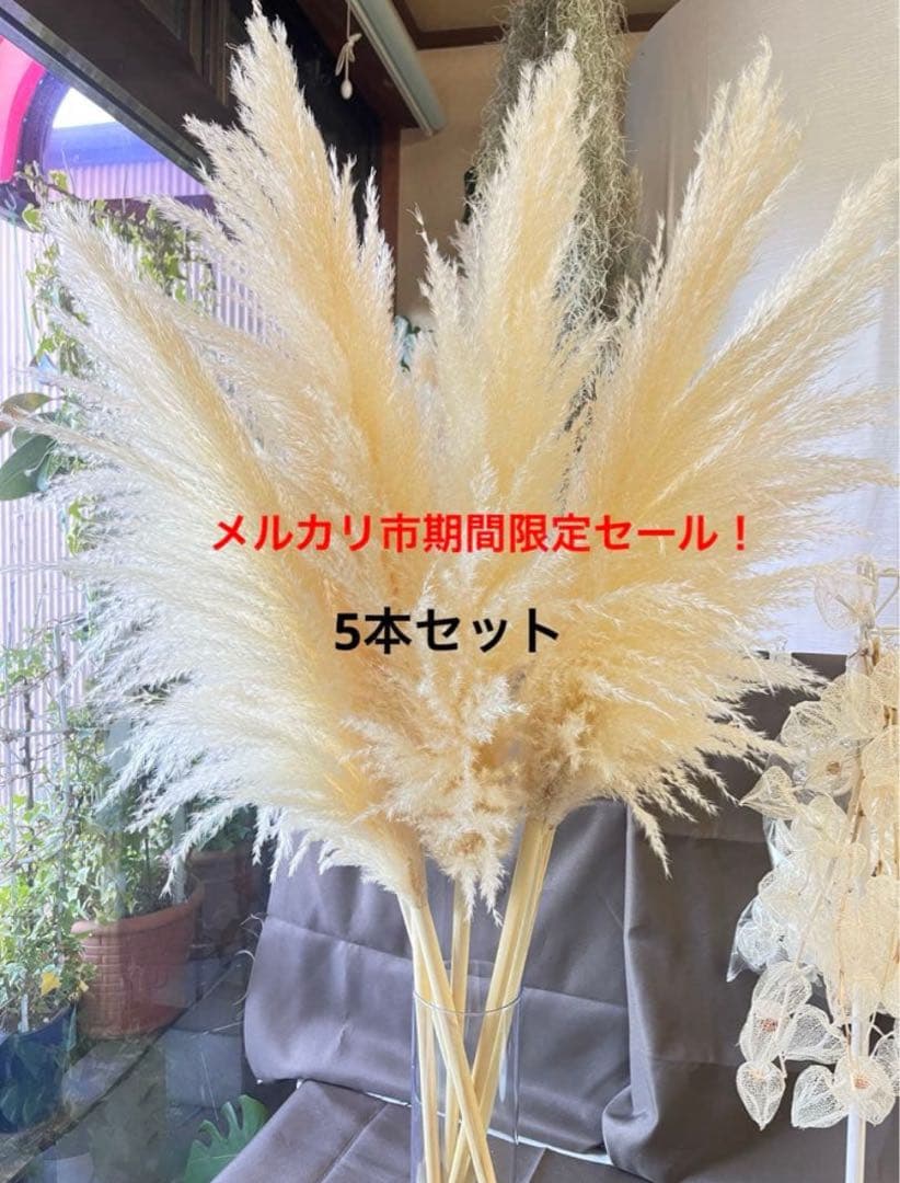 特大パンパスグラス 5本セット 期間限定セール!メルカリ市 メルカリ便 特大パンパスグラス 5本セット 期間限定セール!メルカリ市 メルカリ便