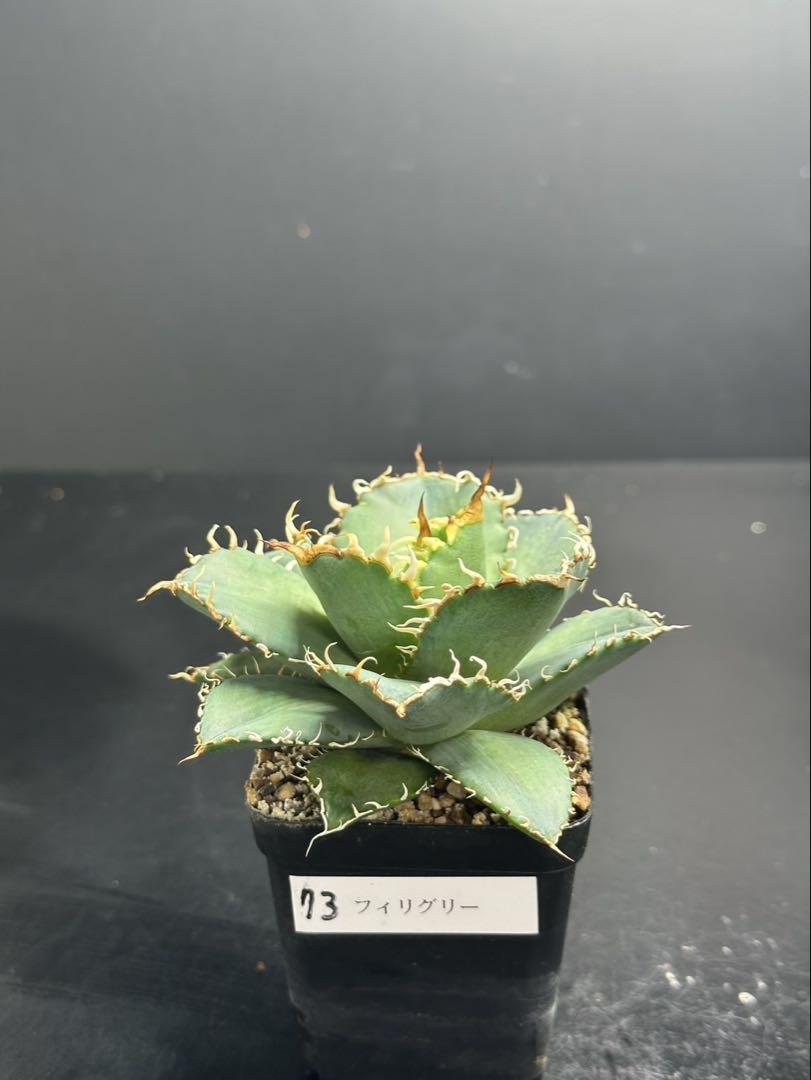 アガベ チタノタ フィリグリー 鉢植え発送‼️ 73 - メルカリ
