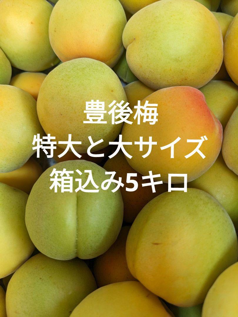 山形県産☆梅　特大と大きめサイズ（豊後）・箱込み5kg《送料込み》