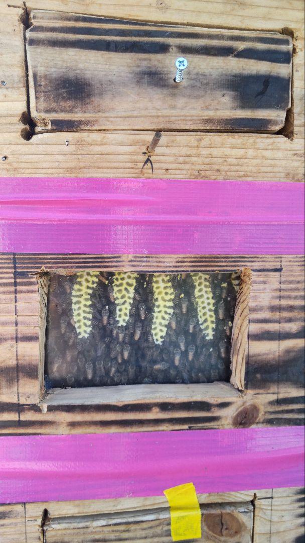 日本蜜蜂百花蜜非加熱生はちみつ