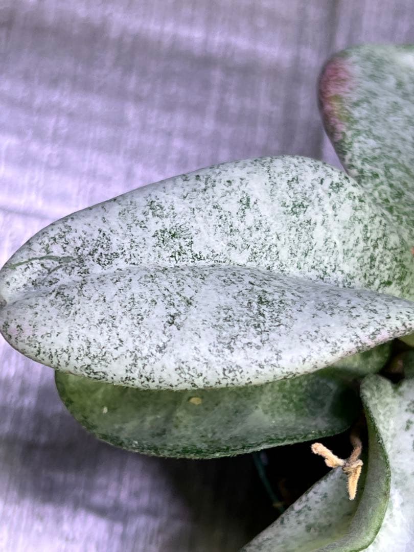 カルノーサ ウィルバーグレーブス