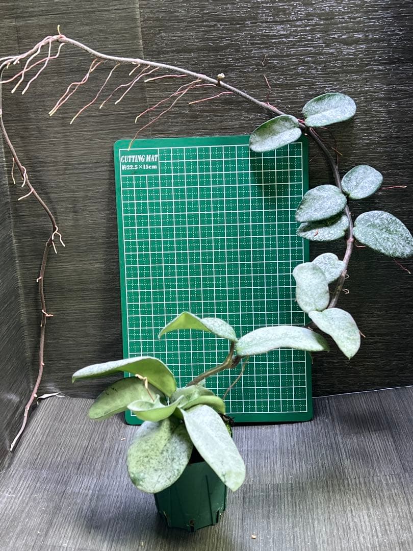 ウィルバーグレーブス ロシアやや傷や汚れあり