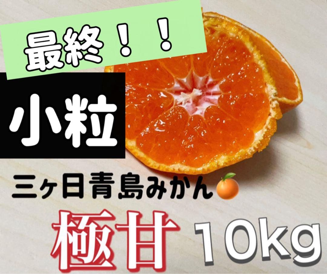 小粒三ヶ日青島みかん　みかん　10kg ミカン　三ヶ日みかん 5,800円