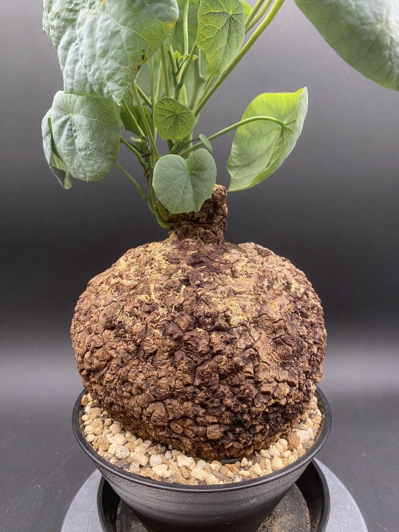 【美株/塊根植物】ステファニア スベローサ　ハート型大株　発根済み 美株/塊根植物】ステファニア スベローサ セレクト大株 発根済み