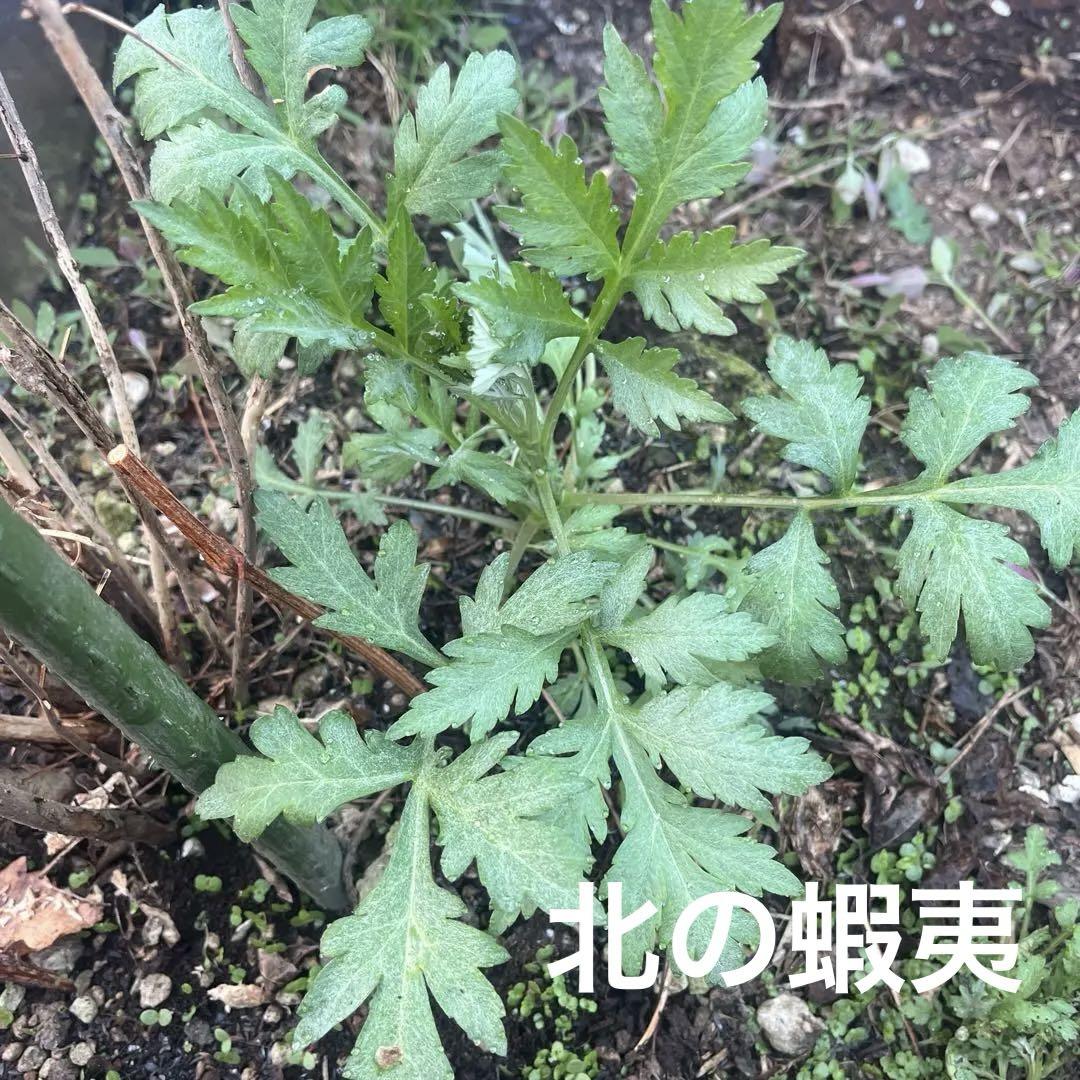 北の蝦夷　ヨモギ10株　香味野菜 若苗 羽状葉