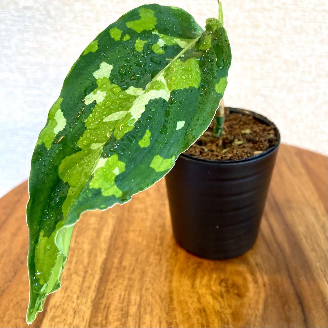 アグラオネマ ピクタム 抜き苗 Aglaonemapictum 抜き苗 アグラオネマ ピクタム - メルカリ