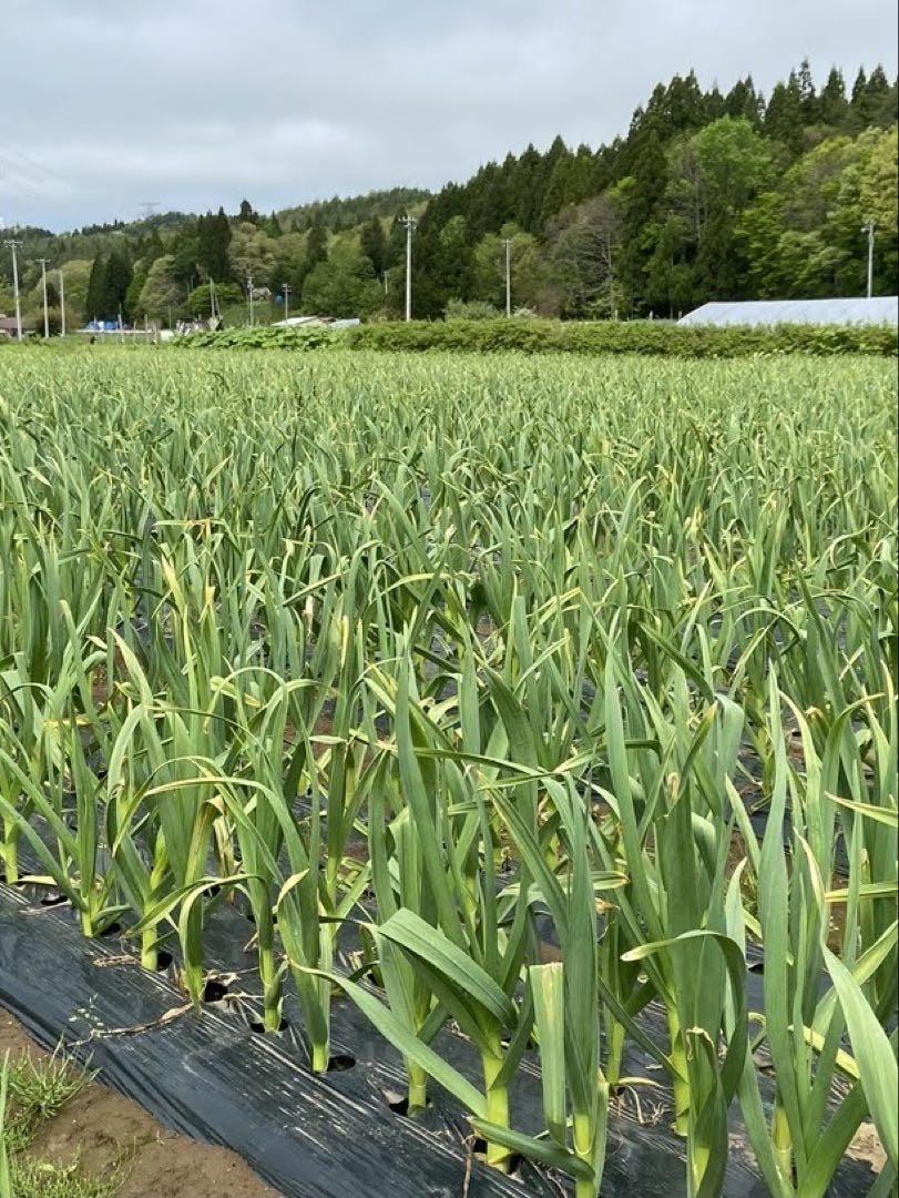 令和6年度 新物 青森県産 ホワイト六片 ニンニク にんにく バラ 10kg