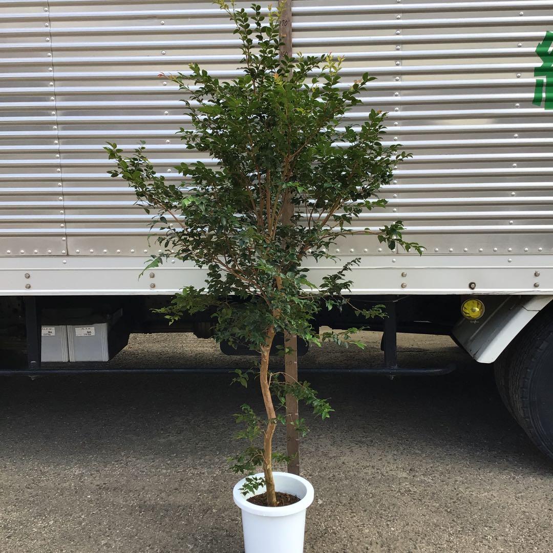 ジャボチカバ　小葉種　花芽付き ジャボチカバ小葉種140cm