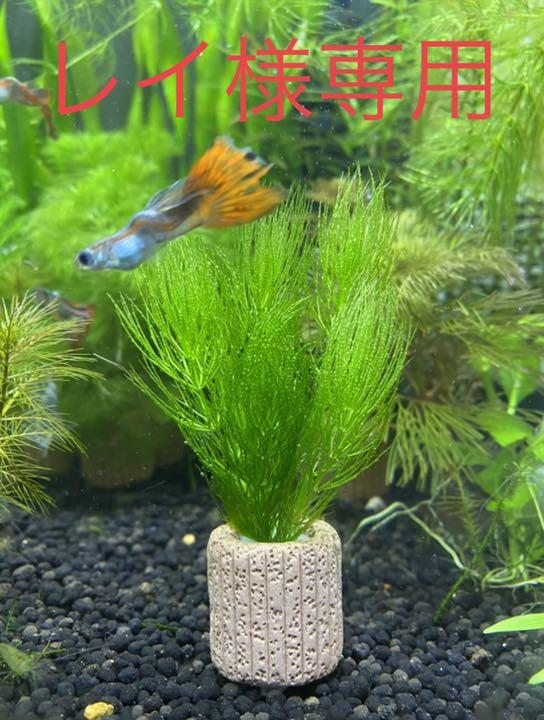 好きに マツモ5本 魚用品/水草 - www.42vienna.com 好きに マツモ5本 魚用品/水草 - www.42vienna.com
