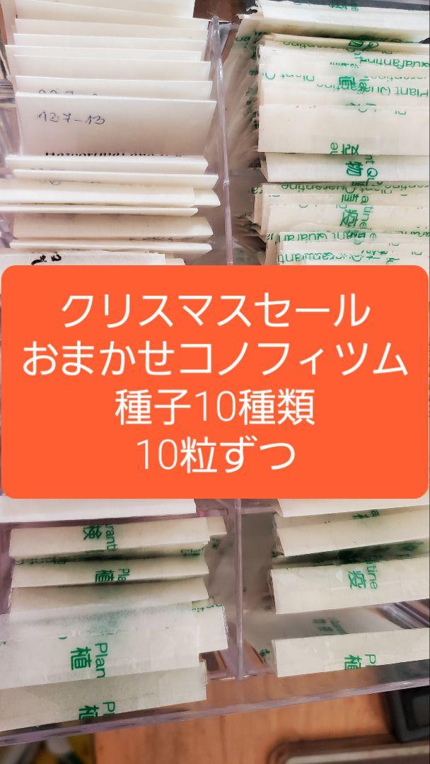 コミフォラ カタフ 種子 10粒 Commiphora Kataf コミフォラ カタフ 種子5個 ピュアカタフ Commiphora kataf