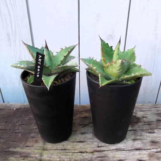 ２個　アガベ・チタノタ　3.5号×２　Agave titanota