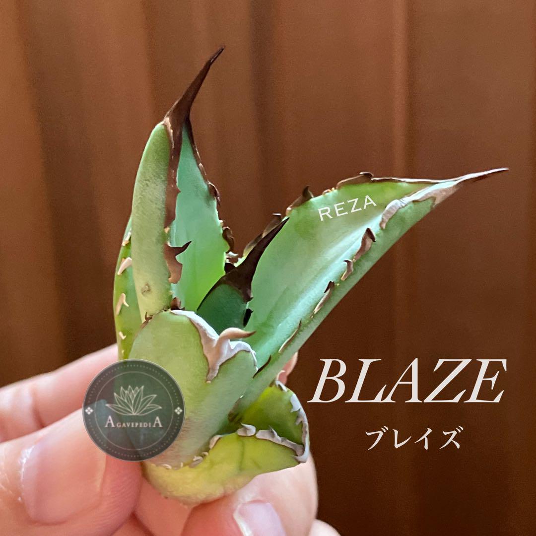 【楽天最安値に挑戦】 イラン株【REZA】④ アガベ チタノタ ブレイズ BLAZE 長棘 アガベ