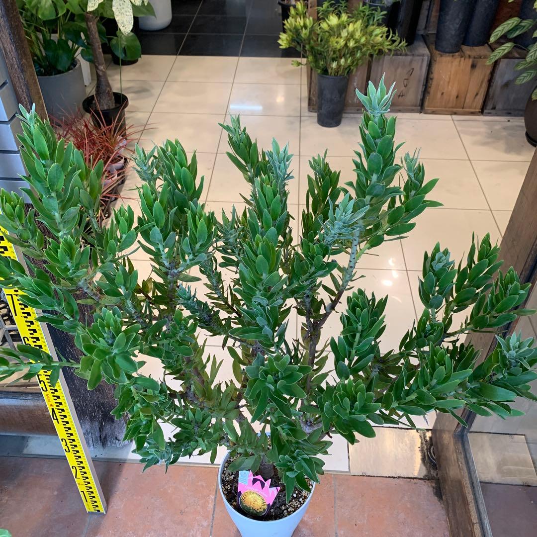 リューコスペルマム