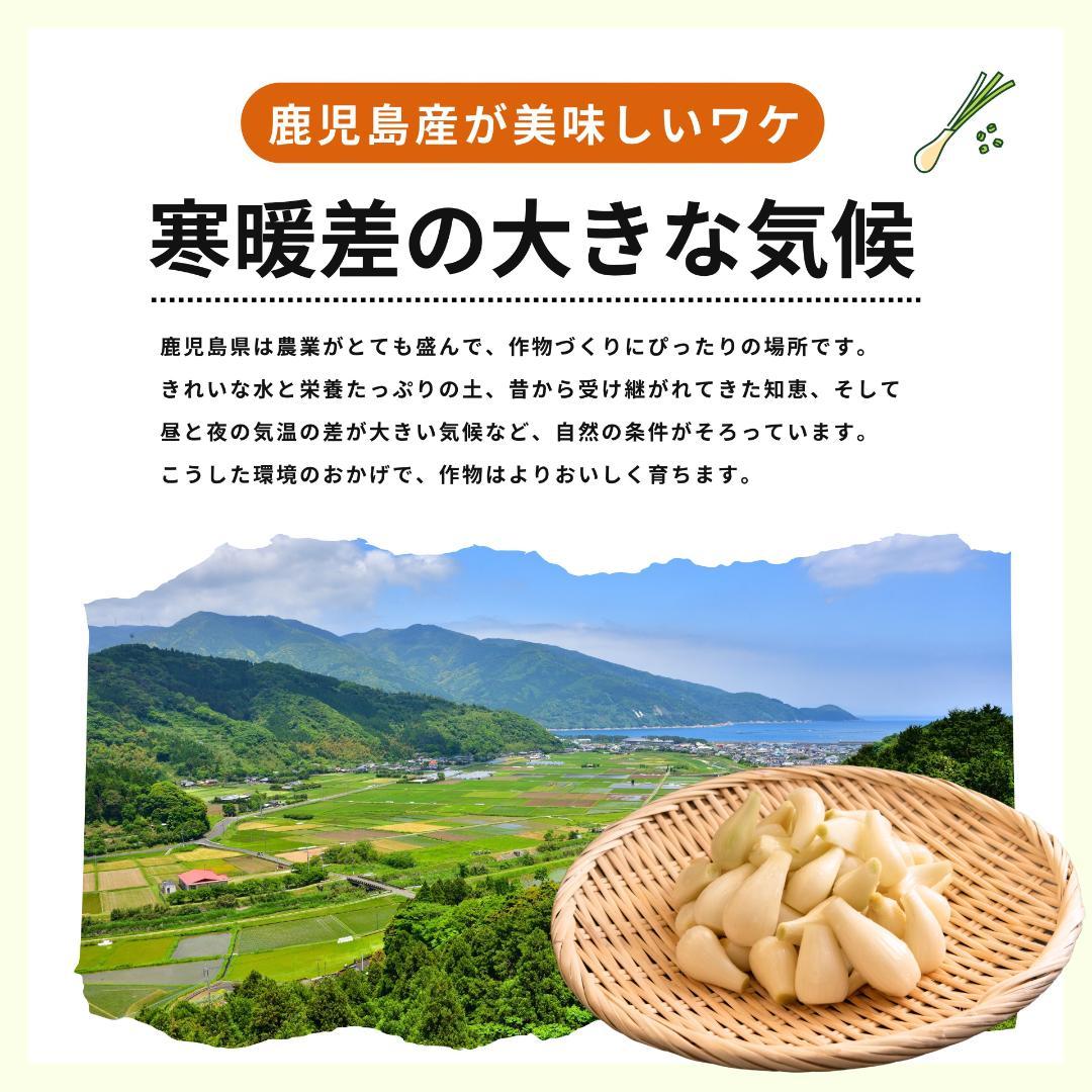 【専用】 らっきょう 30kg 鳥取 に次ぐ生産量95 専用】 らっきょう 30kg 鳥取 に次ぐ生産量95 - メルカリ