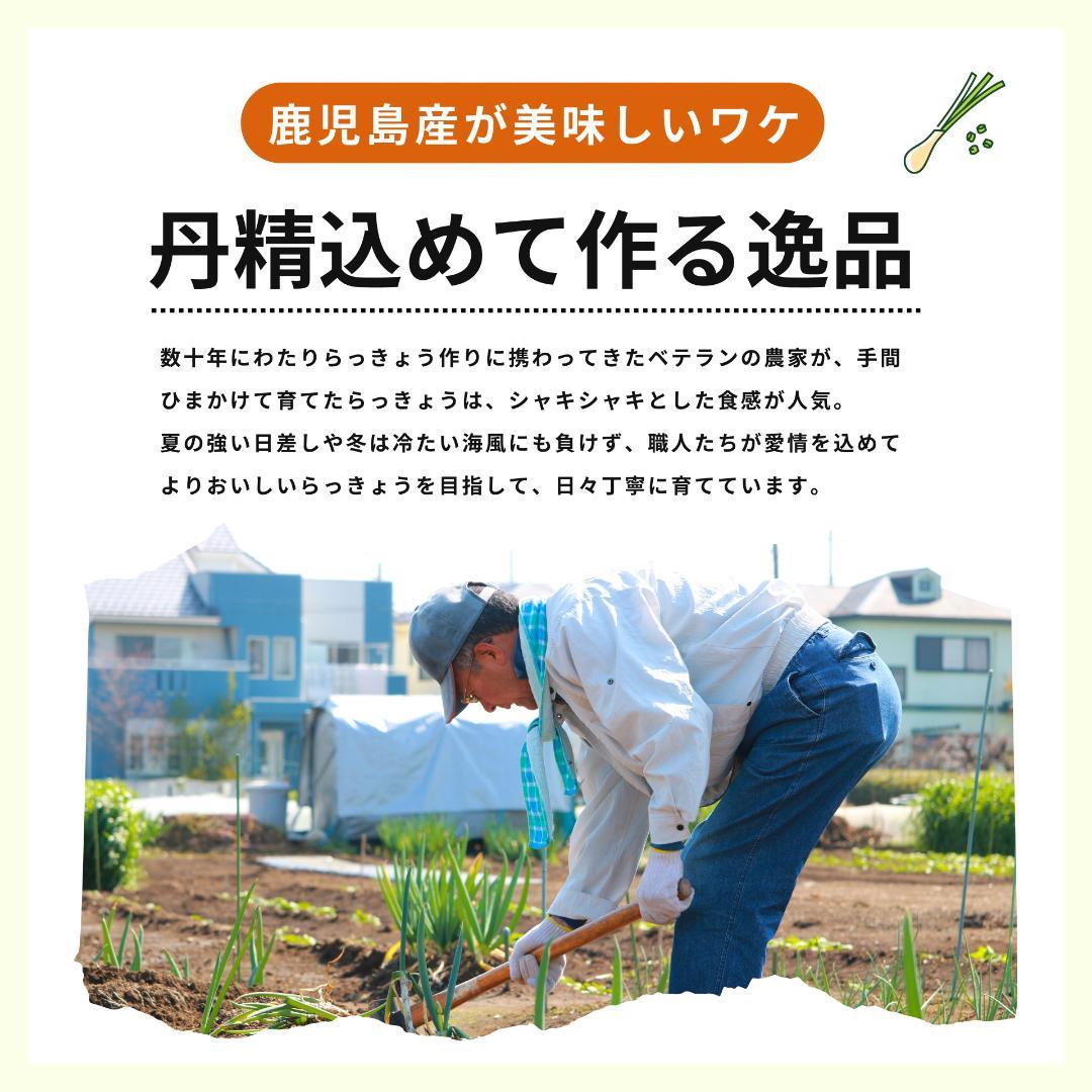 【専用】 らっきょう 30kg 鳥取 に次ぐ生産量95 専用】 らっきょう 30kg 鳥取 に次ぐ生産量95 - メルカリ