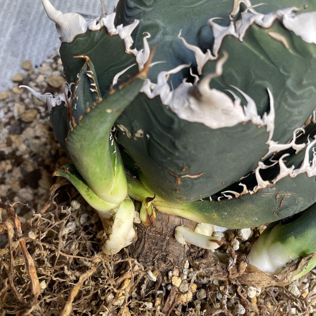 【スーパーチタノタ】CACUTUS GREEN血統、直子発根済み株 スーパーチタノタ】CACUTUS GREEN血統、直子OC、発根済み子株 ②
