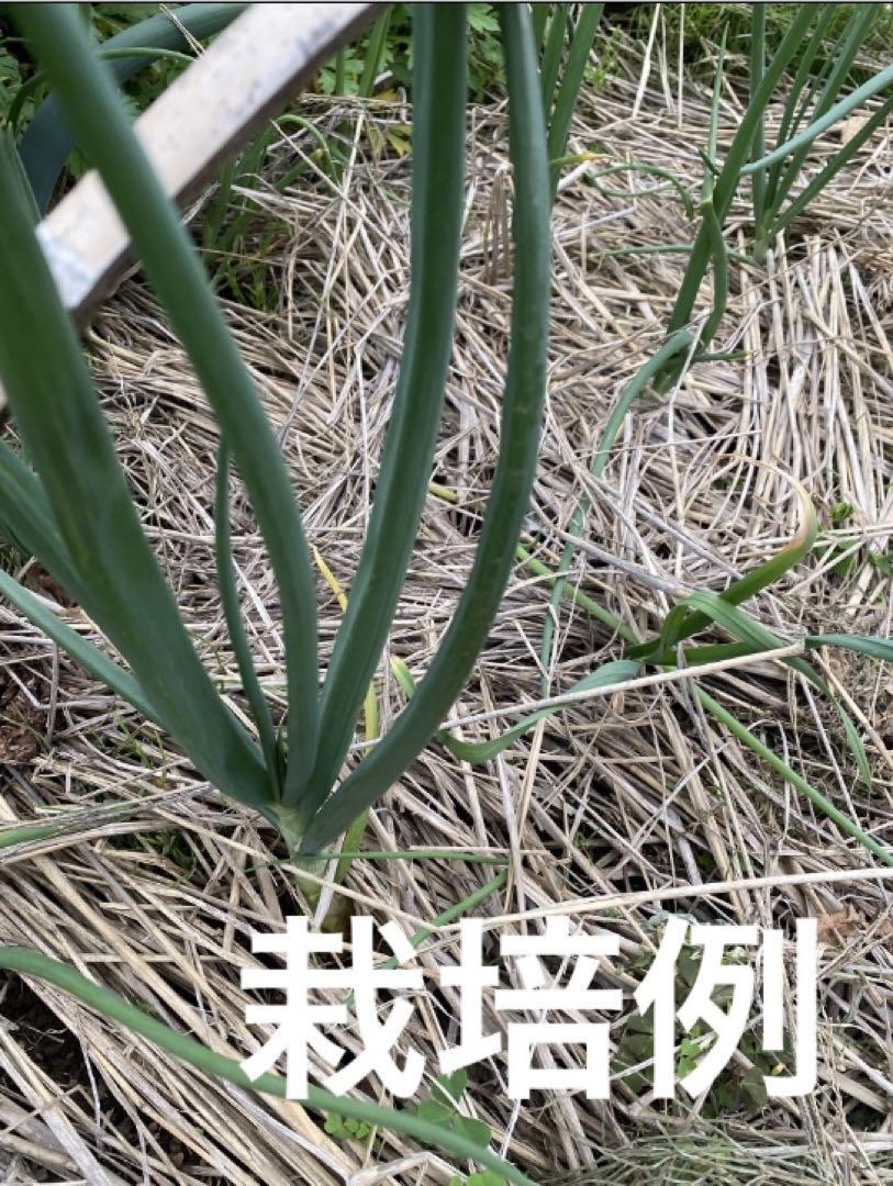 ※限定販売　自然栽培　固定種　玉ねぎ　5キロ