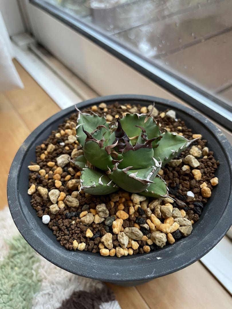 衝撃特価 ひげ 早い者勝ち アガベ チタノタ 姫巌竜 植物/観葉植物