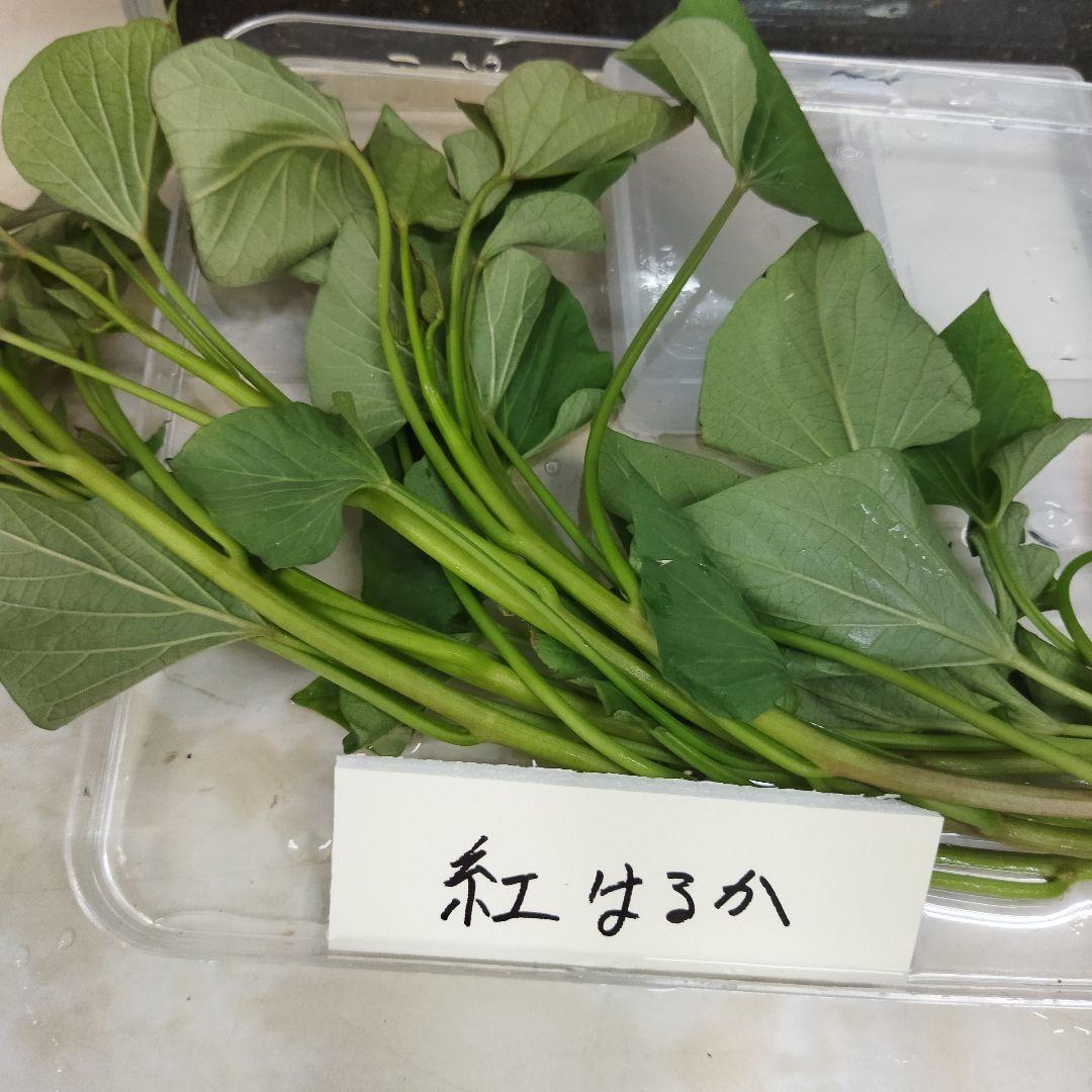 紅はるか苗　１０0本 正規種苗販売店