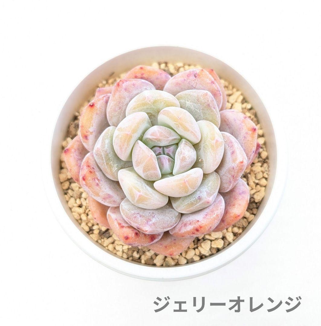 ジェリーオレンジ☆1苗 エケベリア韓国苗 多肉植物 （アンジェラ