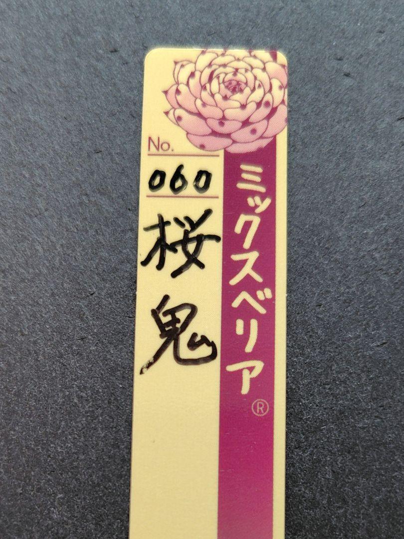 Amazon.co.jp: ミックスベリア 桜鬼 おらいさん苗 多肉植物
