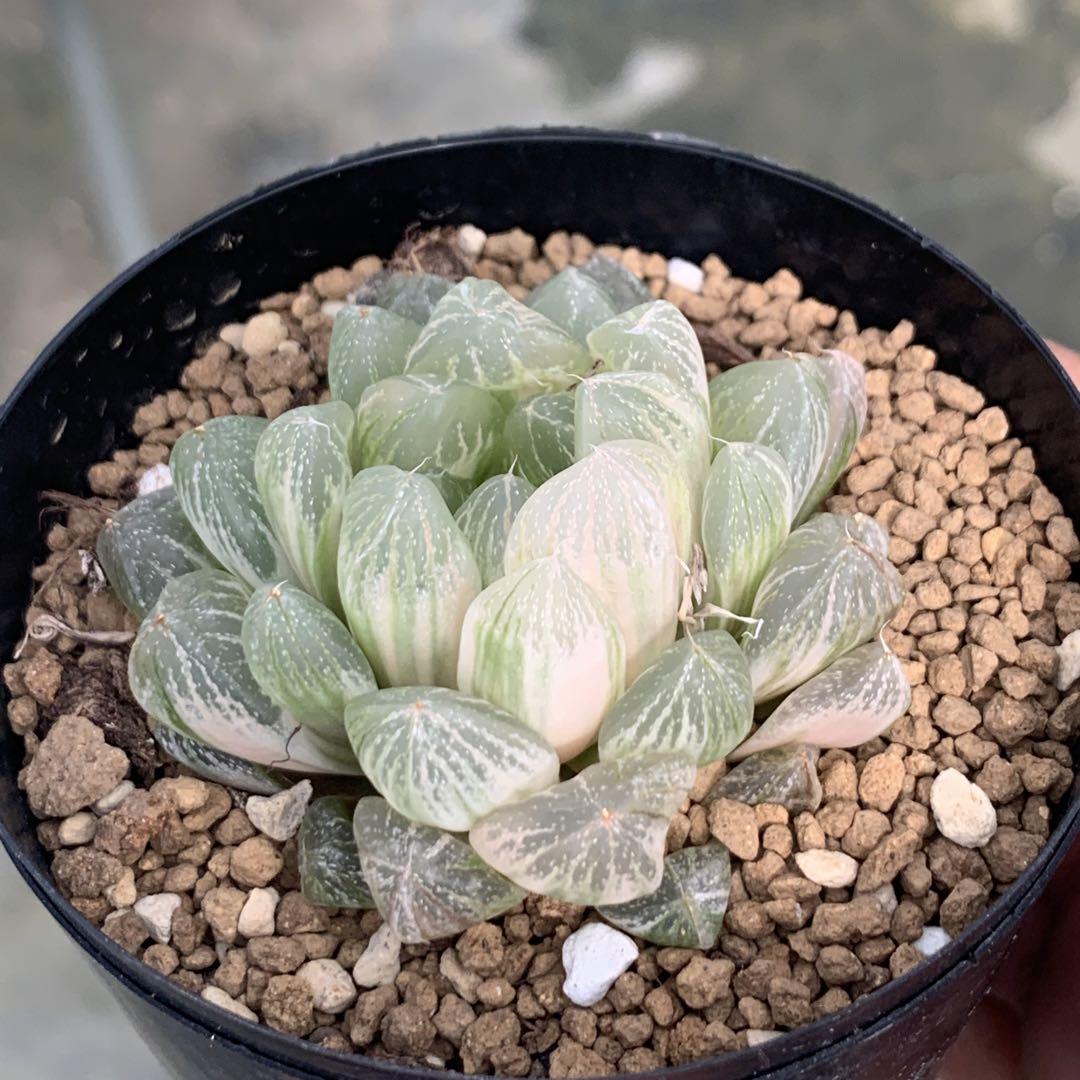 15AAA ハオルチア　多肉植物　雪花紅赤線オブツーサ錦糊斑　自家繁殖 15AAA ハオルチア 多肉植物 雪花紅赤線オブツーサ錦糊斑 自家繁殖
