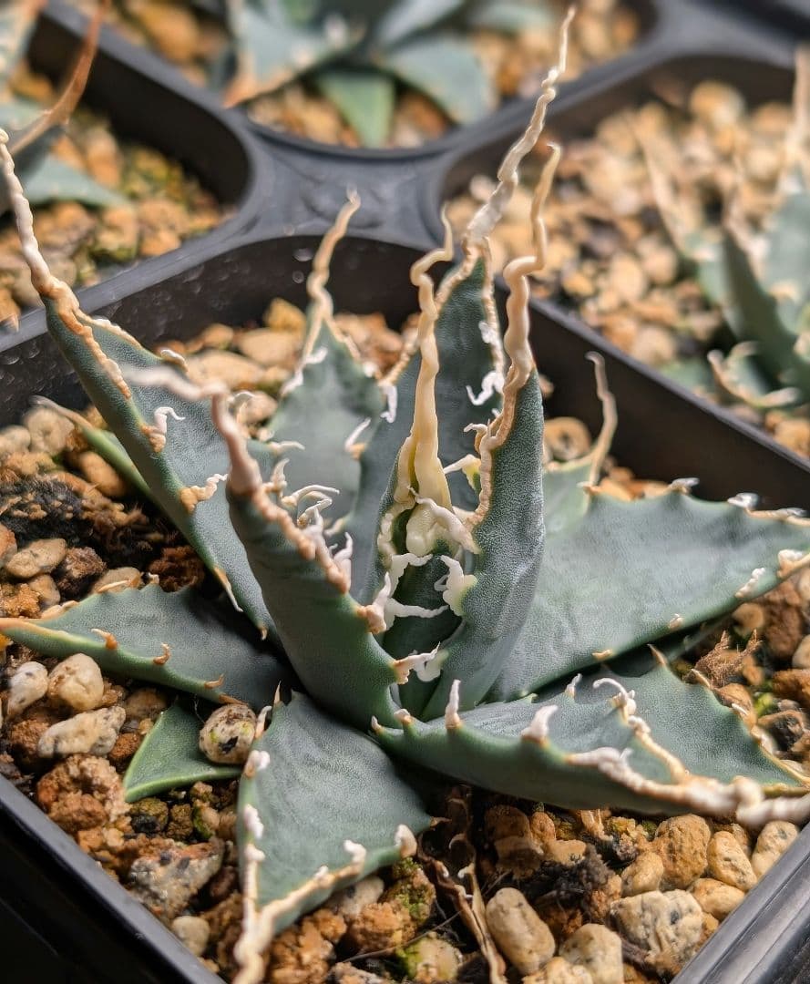 厳選‼️極上美株‼️アガベ オリザバ 美斑苗 大苗 速達便 アガベ